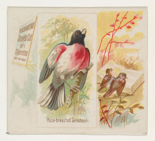 Rose-breasted Grosbeak, from the Song Birds of the World series (N42) for Allen & Ginter Cigarettes by Allen & Ginter, print, 1890
