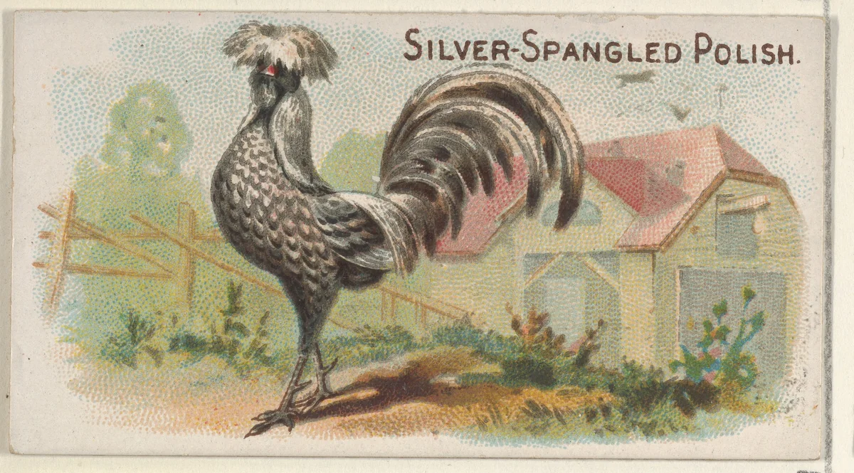 Silver-Spangled Polish, from the Prize and Game Chickens series (N20) for Allen & Ginter Cigarettes by Allen & Ginter, print, 1891