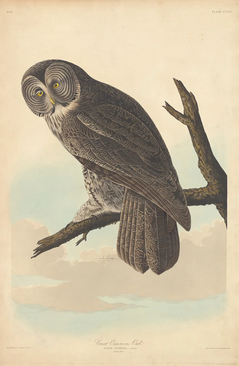 Great Cinereous Owl by Robert Havell, Jr.; John James Audubon, print, 1837