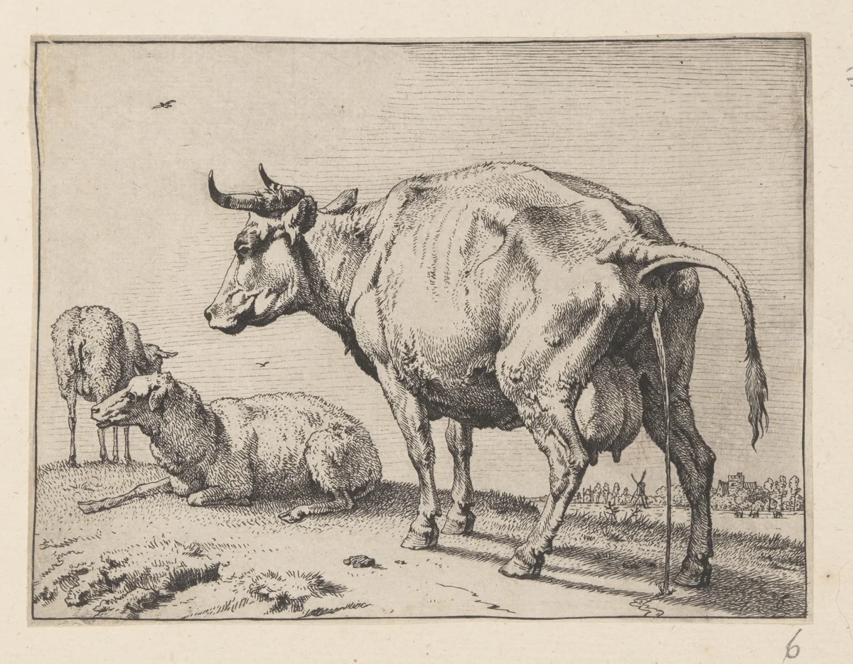 The Pissing Cow, from Various Oxen and Cows by Paulus Potter, print, 1650