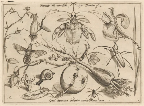 Archetypa studiaque patris Georgii Hoefnagelii [Part 1, Plate 5] by Jacob Hoefnagel; Joris Hoefnagel, print, 1592