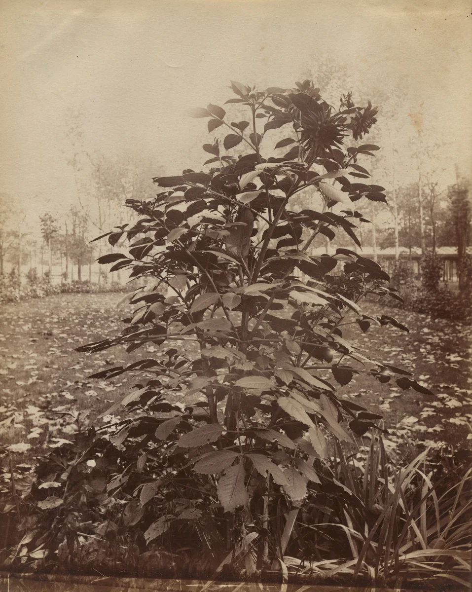 Untitled by Eugène Atget, photograph, 1900