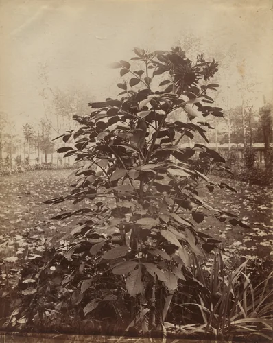 Untitled by Eugène Atget, photograph, 1900