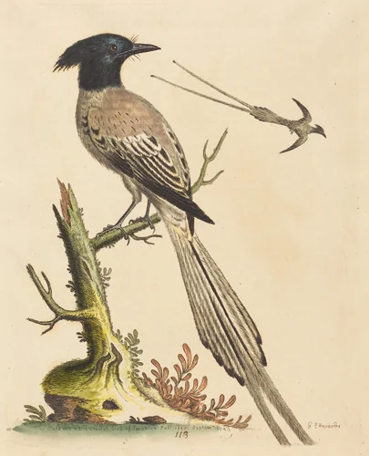 The Black and White Crested Bird of Paradise by George Edwards, print, 1743