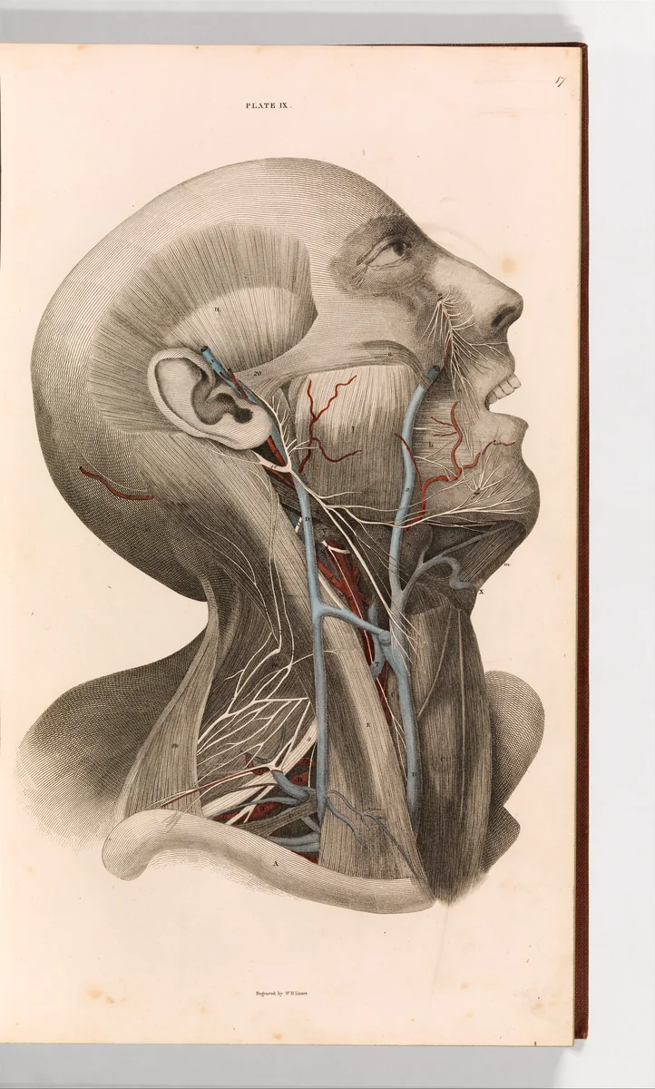A System of Anatomical Plates of the Human Body, vol. 2 by John Lizars, book, 1822-1826