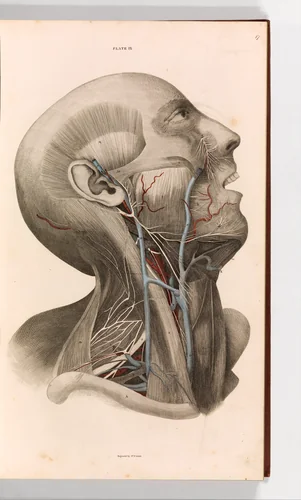 A System of Anatomical Plates of the Human Body, vol. 2 by John Lizars, book, 1822-1826