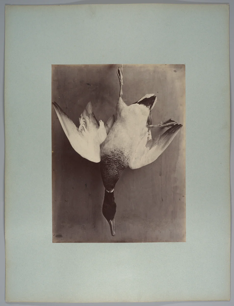 [Water fowl] by Longjumeau's Amateur, photograph, 1860-1870