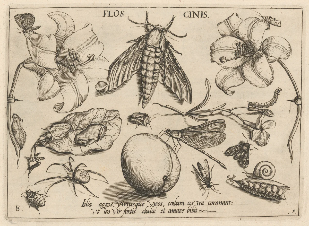 Archetypa studiaque patris Georgii Hoefnagelii [Part 1, Plate 8] by Jacob Hoefnagel; Joris Hoefnagel, print, 1592