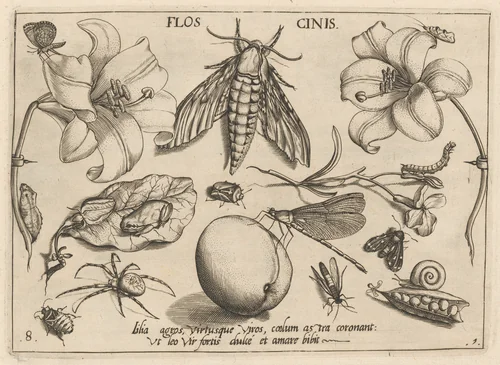 Archetypa studiaque patris Georgii Hoefnagelii [Part 1, Plate 8] by Jacob Hoefnagel; Joris Hoefnagel, print, 1592