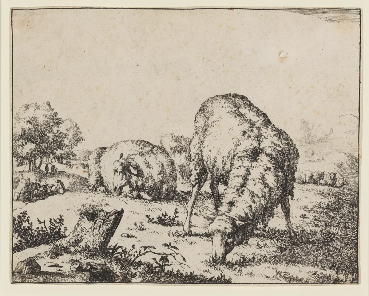 Grazing Sheep, Seen from the Front by Marcus de Bye, print, 1659-1669