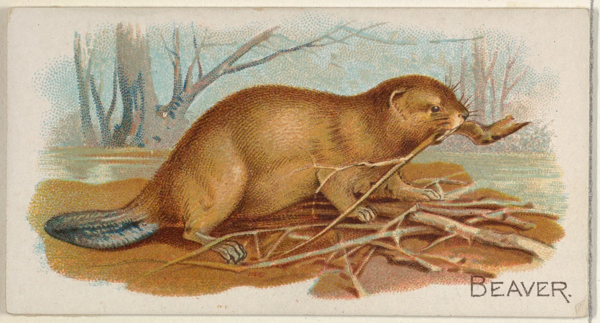 Beaver, from the Quadrupeds series (N21) for Allen & Ginter Cigarettes by Allen & Ginter, print, 1890