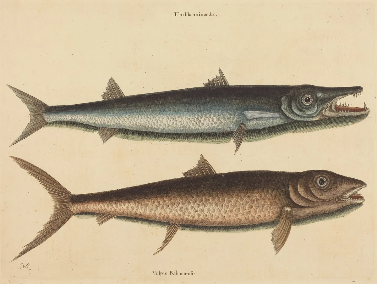 The Barracuda (Esox barracuda) by Mark Catesby, print, 1754