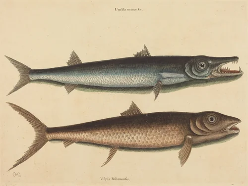 The Barracuda (Esox barracuda) by Mark Catesby, print, 1754