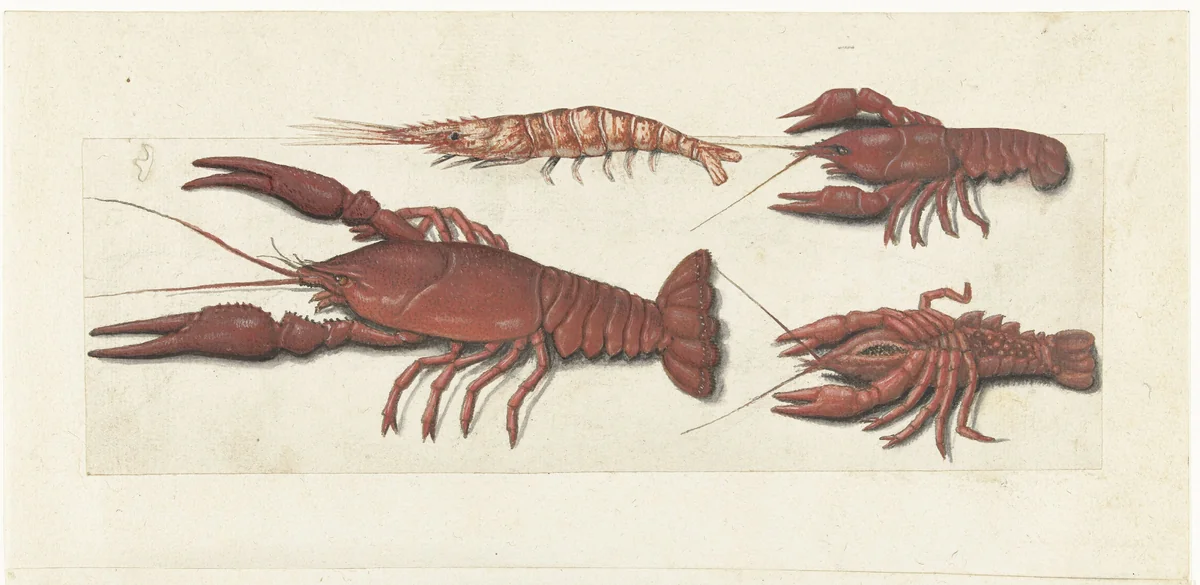 Langoustine, twee rivierkreeftjes en garnaal by anonymous, drawing, 1560-1585