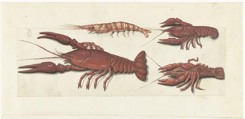 Langoustine, twee rivierkreeftjes en garnaal by anonymous, drawing, 1560-1585