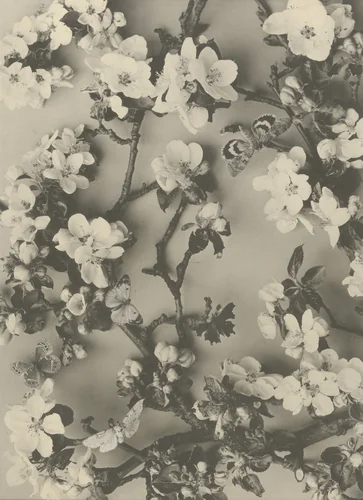 Page from Festons und Dekorative Gruppen by Unidentified Photographer, photograph, 1893