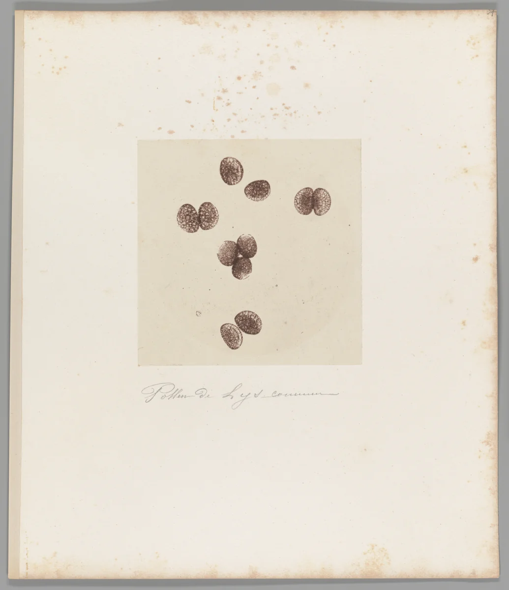 [Untitled] by Auguste-Adolphe Bertsch, photograph, 1853-1857