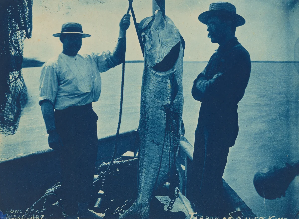 "Tarpon or Silver King" by American 19th Century, photograph, 1887