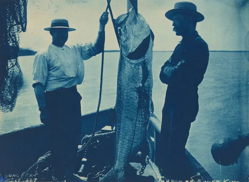 "Tarpon or Silver King" by American 19th Century, photograph, 1887