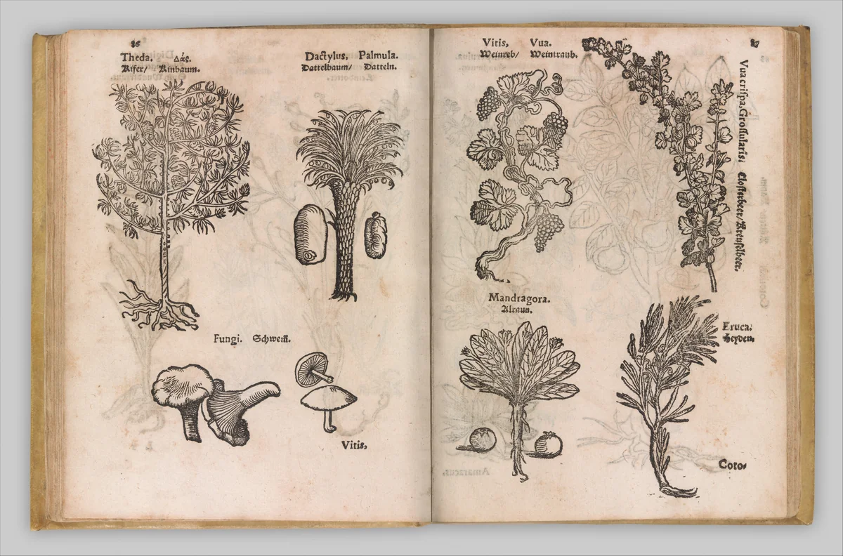 I) Herbarum, Arborum, Fructium, Frumentorum, c. 1540 ... II) De Speciali quarundam plantarum, Frankfurt: Egenolff 1552 by Christian Egenolff, book, 1552