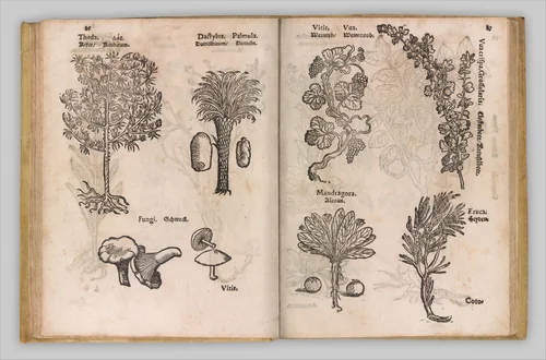 I) Herbarum, Arborum, Fructium, Frumentorum, c. 1540 ... II) De Speciali quarundam plantarum, Frankfurt: Egenolff 1552 by Christian Egenolff, book, 1552