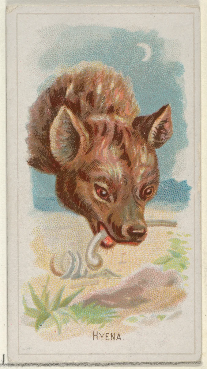 Hyena, from the Wild Animals of the World series (N25) for Allen & Ginter Cigarettes by Allen & Ginter, print, 1888