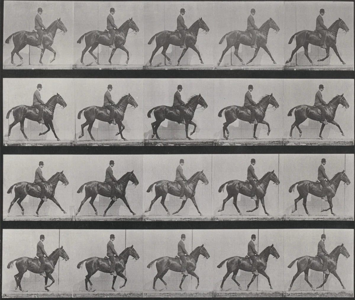 Plate Number 598. "Daisy" trotting, saddled by Eadweard Muybridge, photograph, 1887