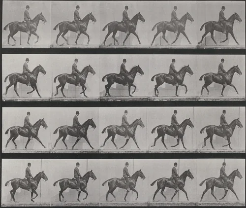 Plate Number 598. "Daisy" trotting, saddled by Eadweard Muybridge, photograph, 1887