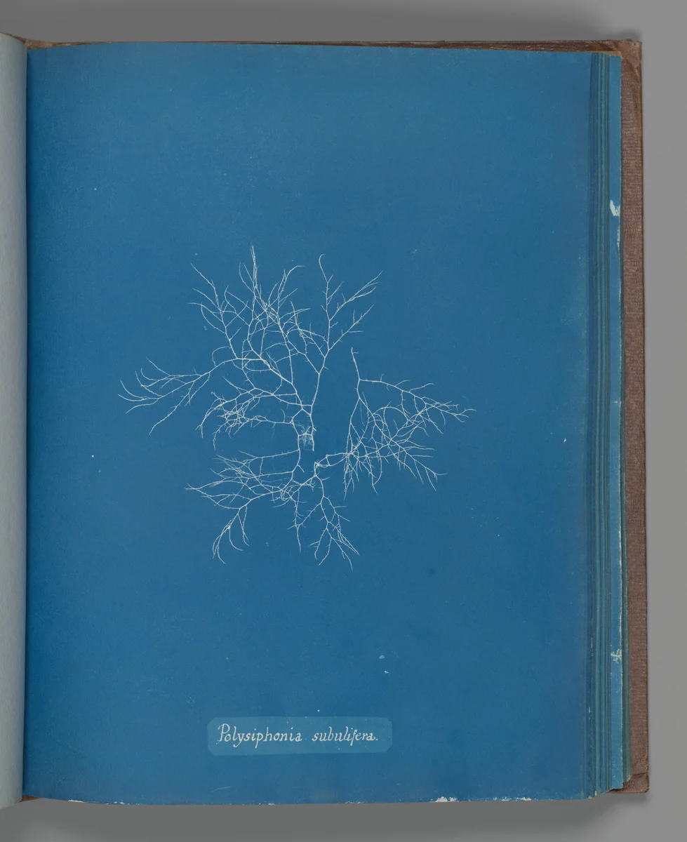 Polysiphonia subulifera by Anna Atkins, photograph, 1851-1855