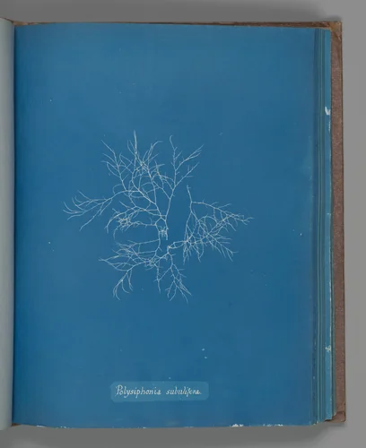 Polysiphonia subulifera by Anna Atkins, photograph, 1851-1855