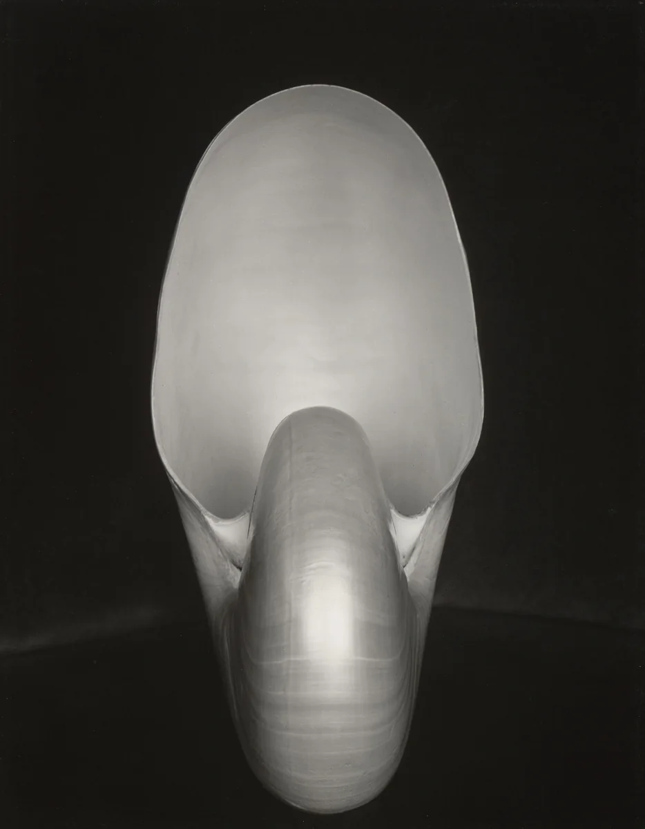 Shell by Edward Weston, photograph, 1927
