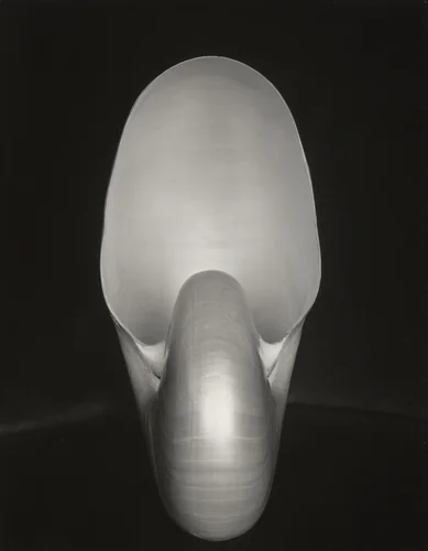 Shell by Edward Weston, photograph, 1927