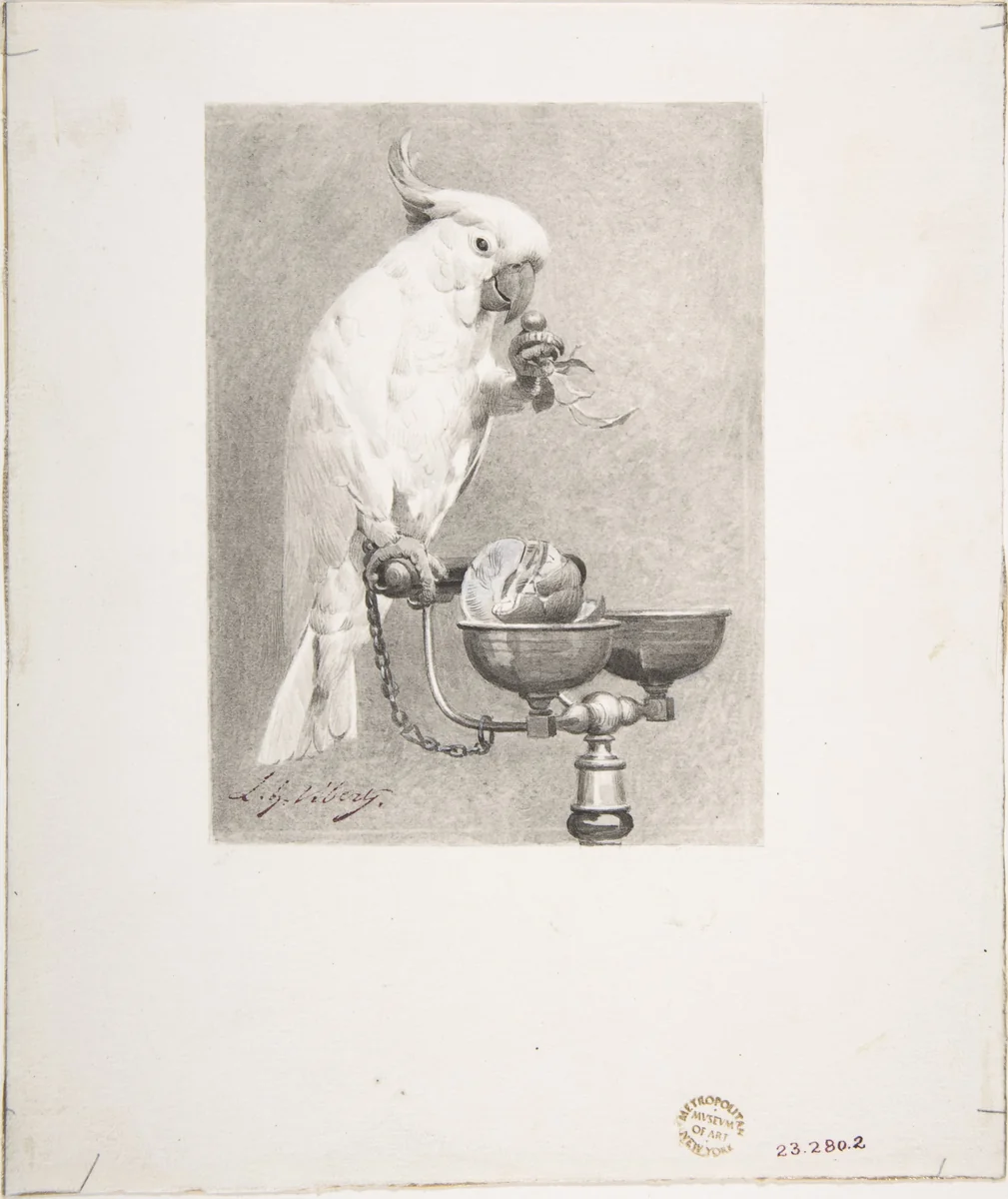 The Sedate Parrot by Jean-Georges Vibert, drawing, 1865-1902