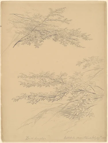 Birch Boughs, Catskill Mountains by John William Casilear, drawing, 1856