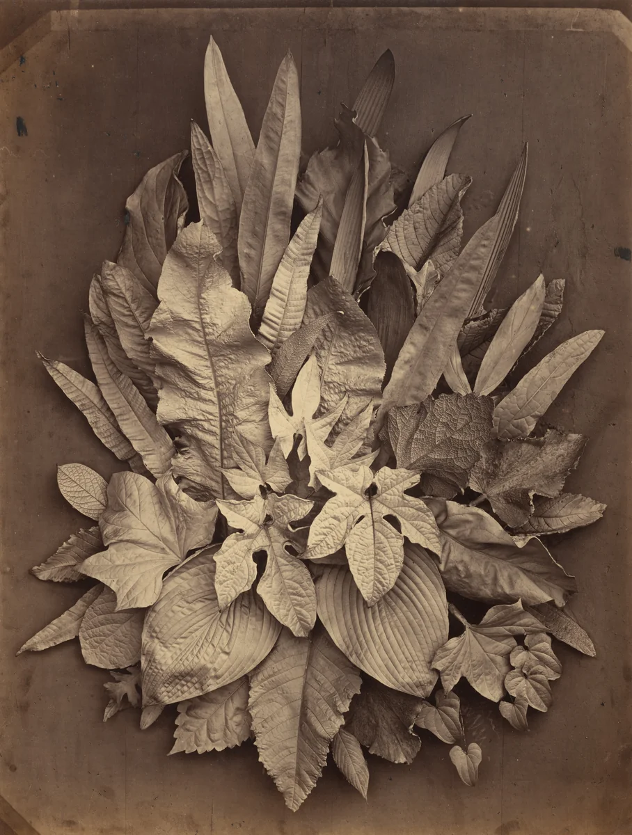 Untitled (A Study of Leaves) by Charles Aubry, photograph, 1864
