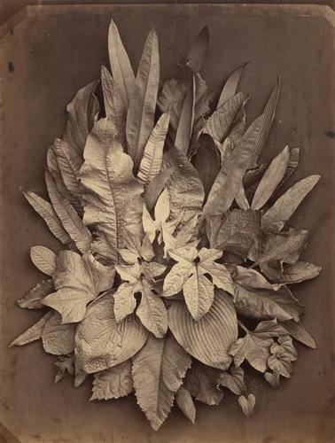 Untitled (A Study of Leaves) by Charles Aubry, photograph, 1864