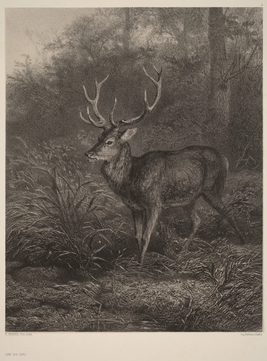 Cerf Dix-Cors by Karl Bodmer, print, 1809-1893