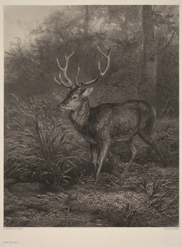 Cerf Dix-Cors by Karl Bodmer, print, 1809-1893