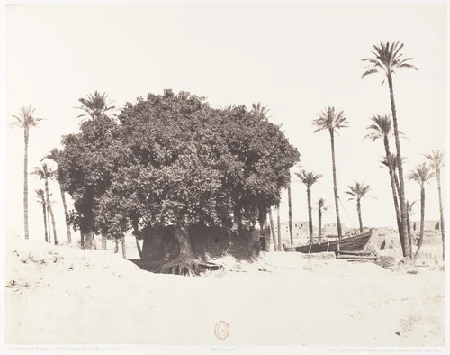 Esneh, Dattiers, Sycomore et Café Sur le Bord du Nil by Félix Teynard, photograph, 1851-1852