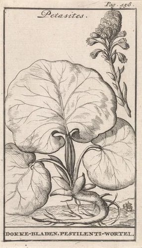 Petasites by Caspar Luyken, print, 1698