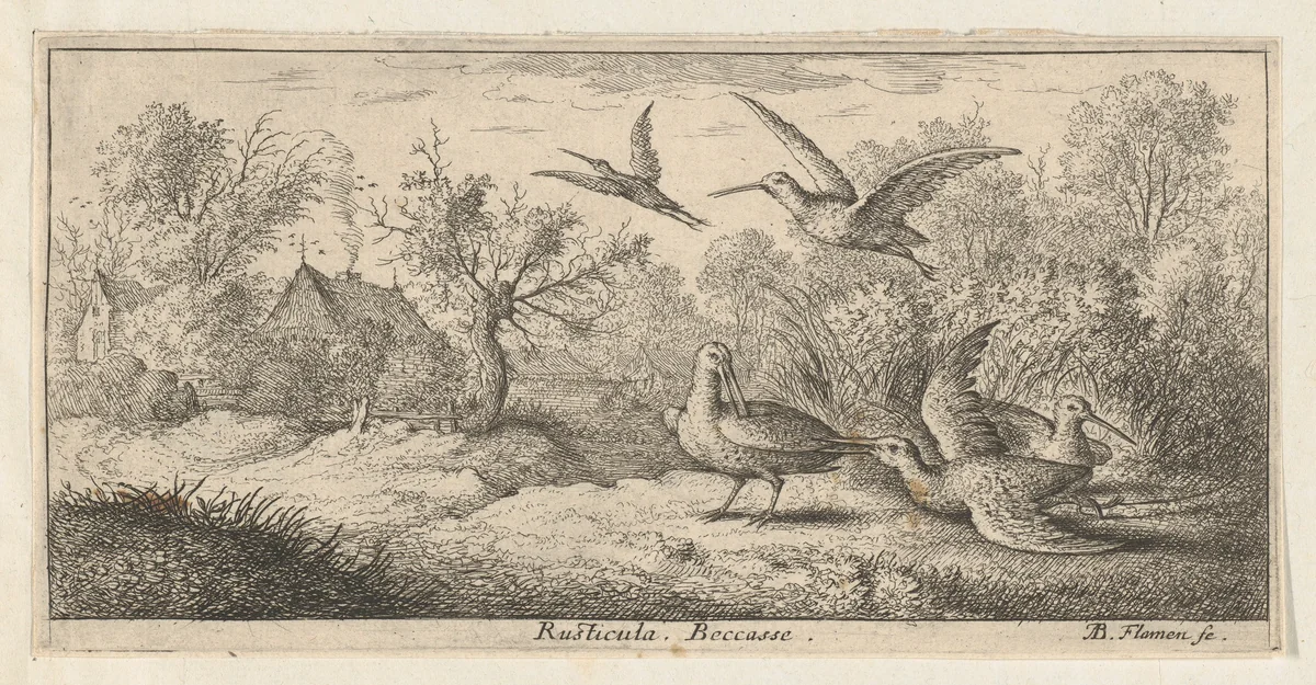 Rusticula, Beccasse (The Woodcock), from "Livre d'Oyseaux" (Book of Birds) by Albert Flamen, print, 1650-1665