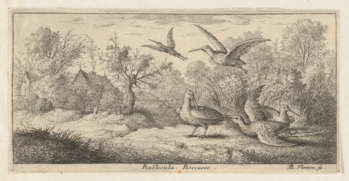 Rusticula, Beccasse (The Woodcock), from "Livre d'Oyseaux" (Book of Birds) by Albert Flamen, print, 1650-1665