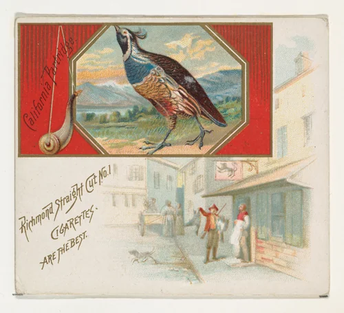 California Partridge, from the Game Birds series (N40) for Allen & Ginter Cigarettes by Allen & Ginter, print, 1888-1890