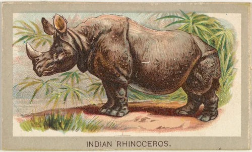 Indian Rhinoceros, from the Animals of the World series (T180), issued by Abdul Cigarettes by Abdul Cigarettes, print, 1881