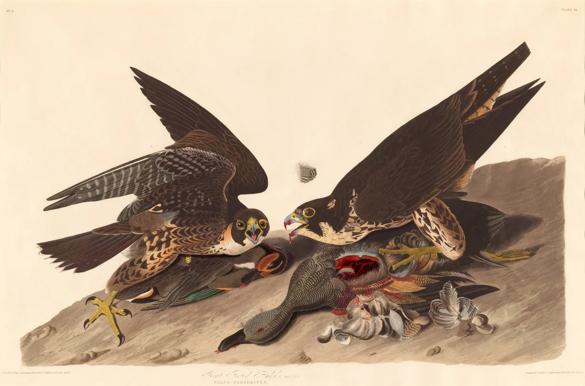 Great Footed Hawk by Robert Havell, Jr.; John James Audubon, print, 1827