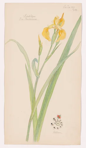 Iris pseudacorus (Yellow Iris). Sheet 18 from the portfolio Nature Studies by Hilma af Klint, drawing, 1919