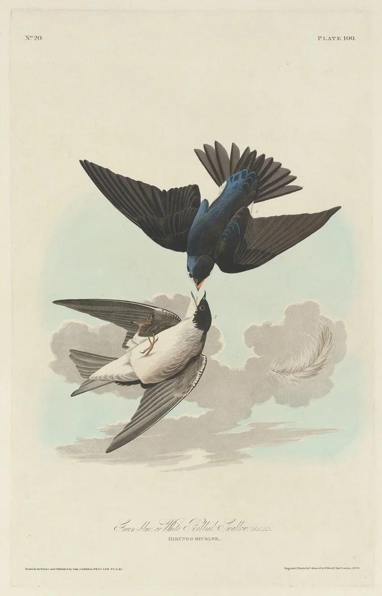 Green-blue or White-bellied Swallow by Robert Havell, Jr.; John James Audubon, print, 1830