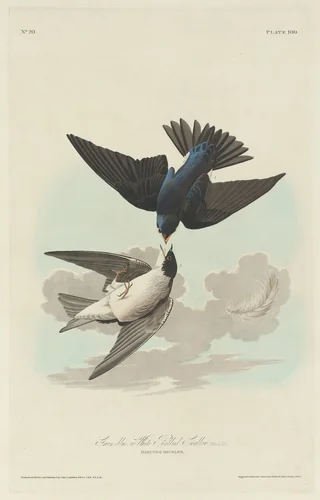 Green-blue or White-bellied Swallow by Robert Havell, Jr.; John James Audubon, print, 1830