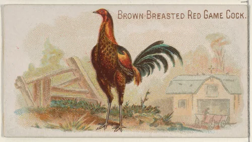 Brown-Breasted Red Game Cock, from the Prize and Game Chickens series (N20) for Allen & Ginter Cigarettes by Allen & Ginter, print, 1891