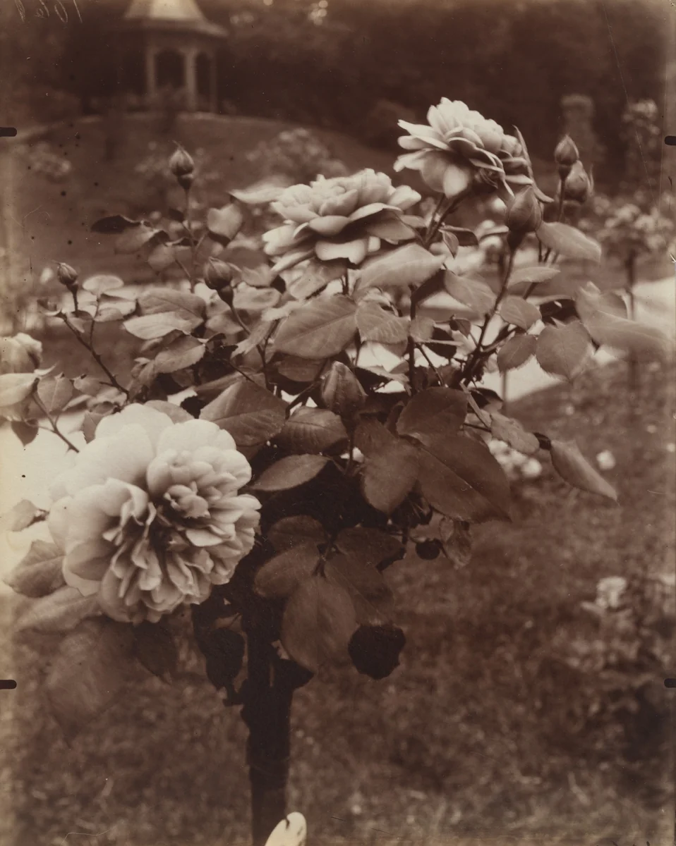 Roses, Parc de Bagatelle by Eugène Atget, photograph, 1921